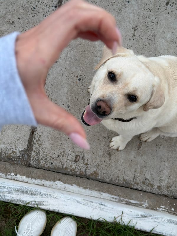 Hanging out with a Labrador on a quiet city street