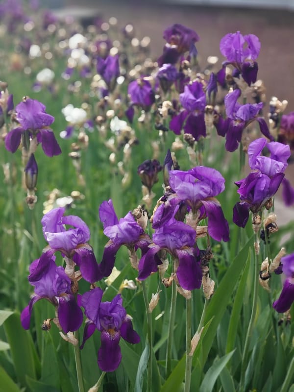 Morning walk documented through Hadiach, Ukraine captures flowers and streetscapes