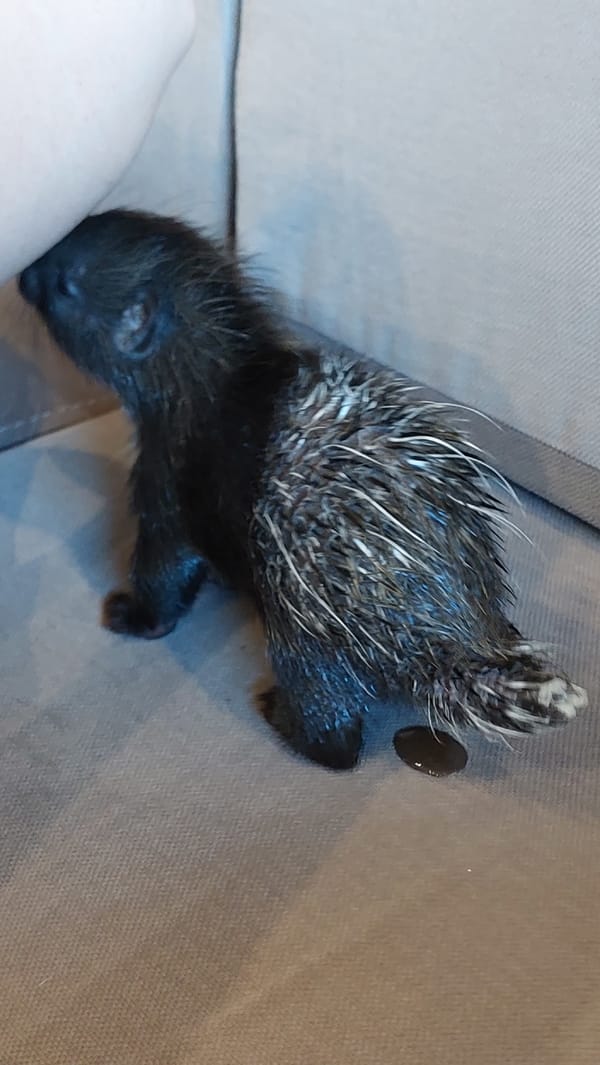 Baby Porcupine Bottle-Fed, Plays with Toys in Russia