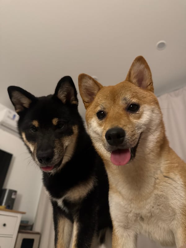 Shiba Inu dogs photographed in close-up shots in Nizhny Novgorod