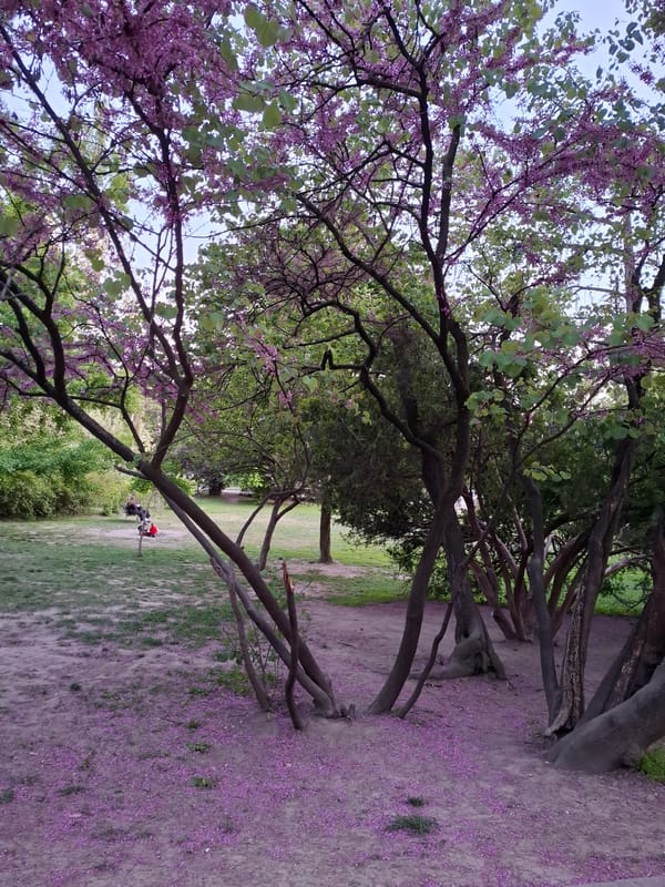 Spring blooms documented across Novi Sad parks and downtown