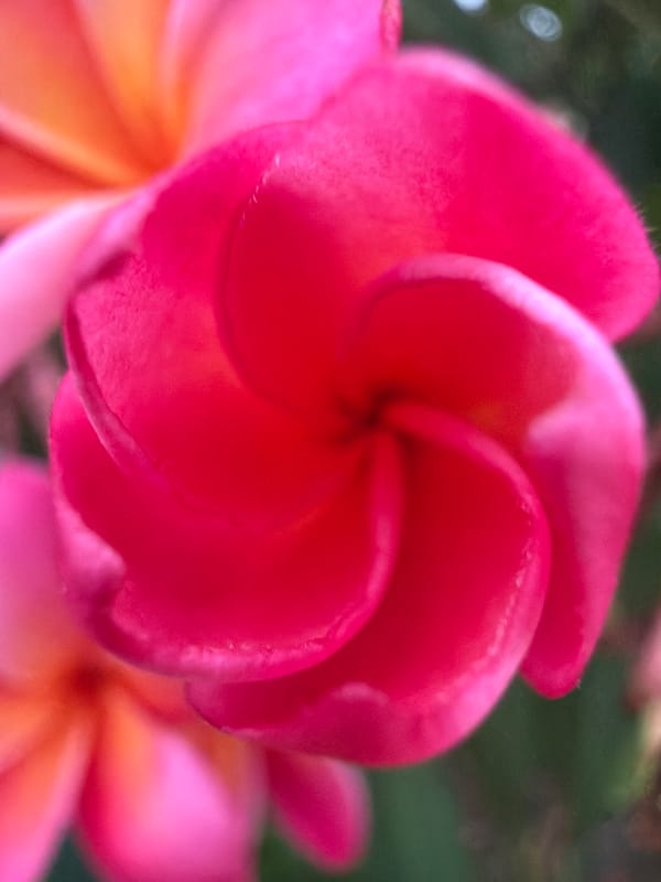 Pink plumeria in full bloom, Ko Samui