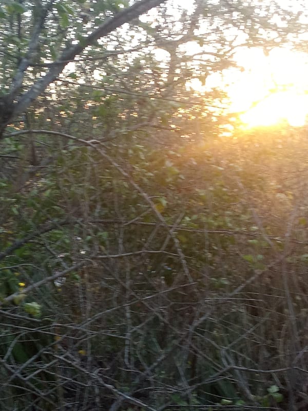 Sunset documented through Venezuelan vegetation in Altagracia