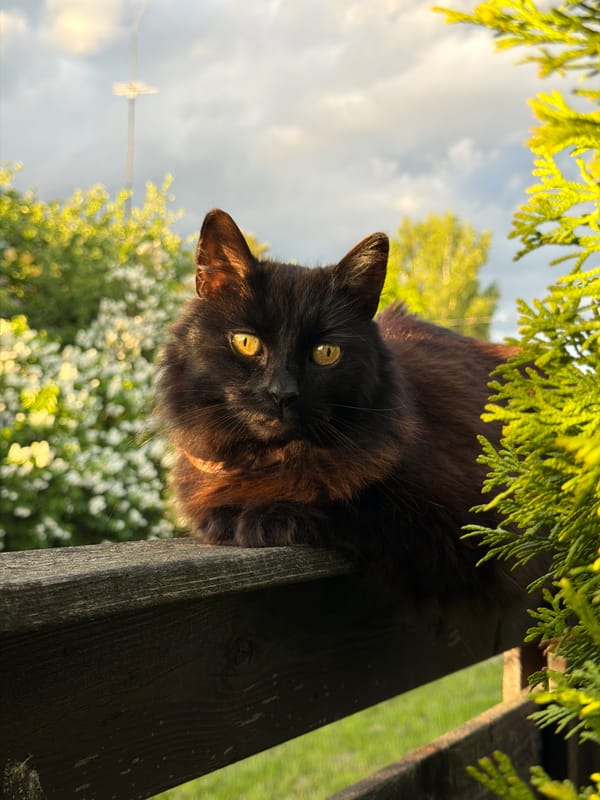 Cat prowls fences while child plays in Dreiliņi backyard