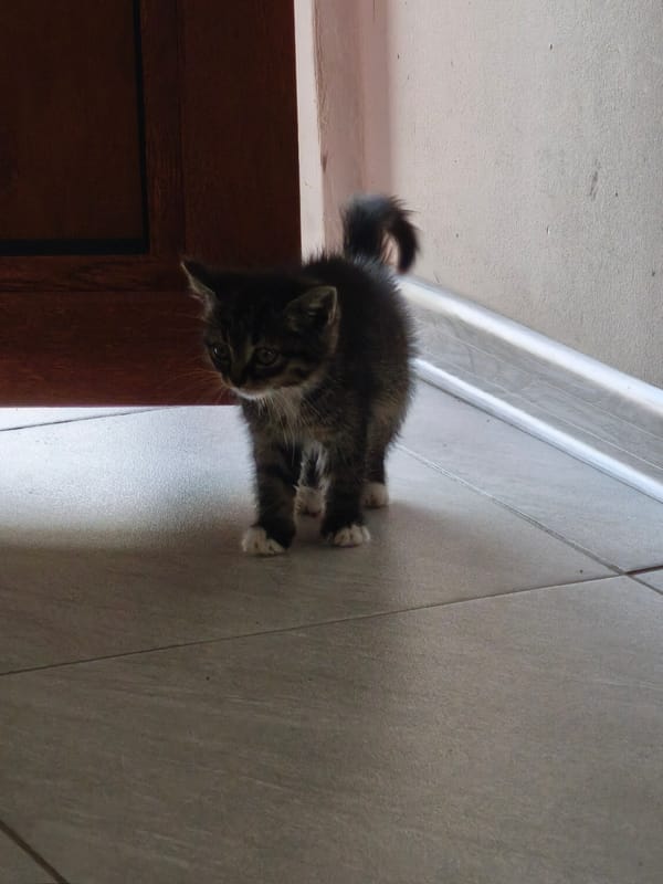 Witness captures kittens indoors and rainy street scenes