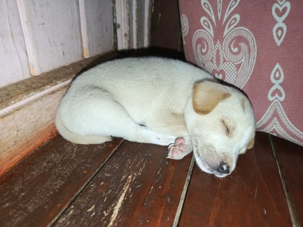 Puppy naps on wooden surface in Tinaco home