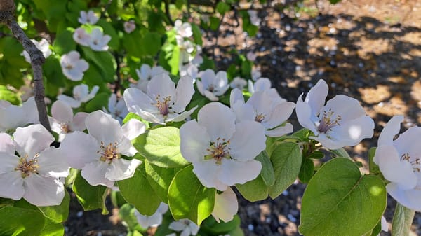 Spring flowers bloom as dogs play in unknown location