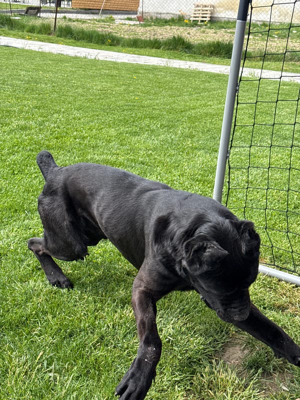 Dog and garden scenes documented in Razlog, Bulgaria