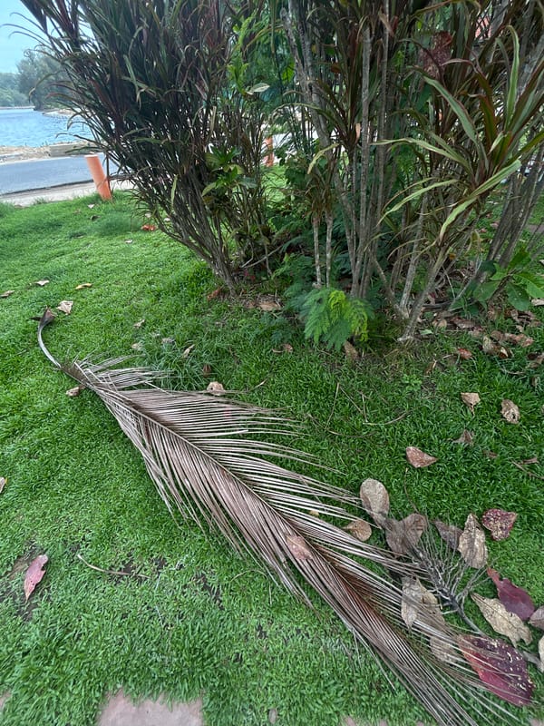 Coastal vegetation documented in Rawai, Thailand