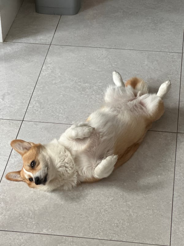 Corgi relaxes belly-up on tiled floor in Mengwi