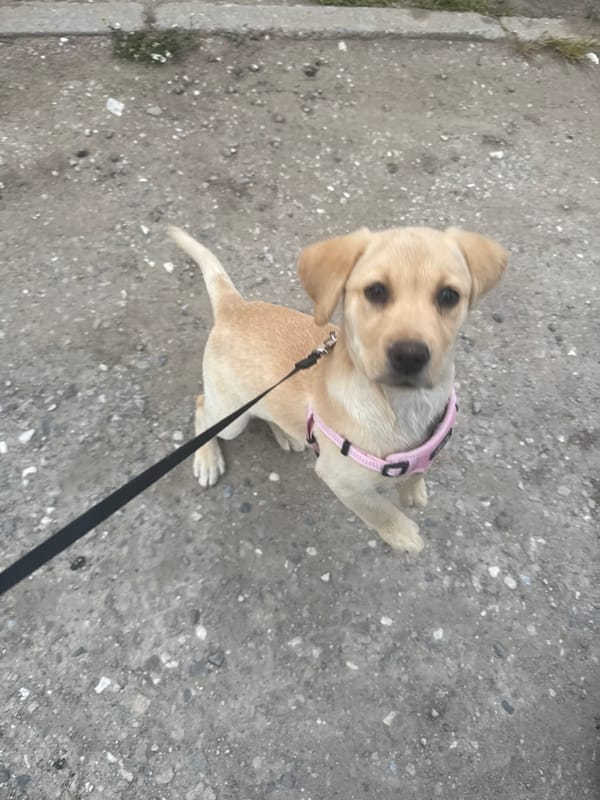 Puppy in pink harness spotted on leash in Bulgaria