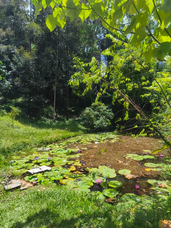 Morning scenes of tropical Baan Mae Nam village documented