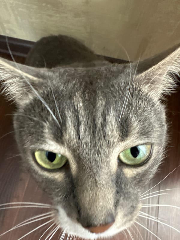 Indoor cat activities during overcast morning in small town