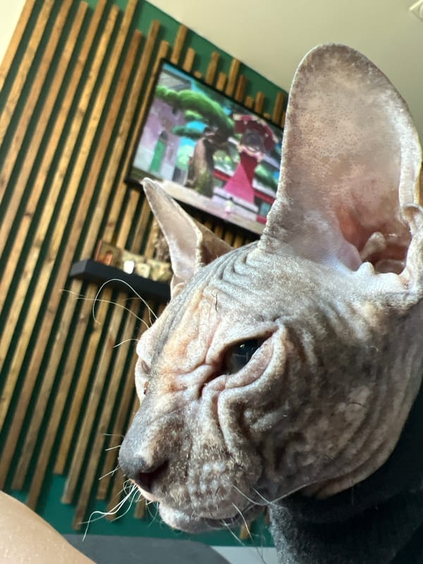 Sphynx cat in sweater documented around Kazan home