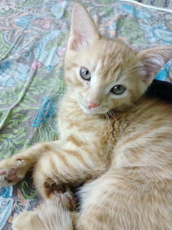 Domestic cats and pug documented at Almaty residence