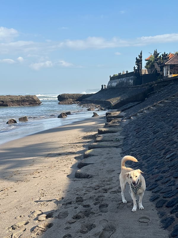Dog in leopard bandana spotted on North Kuta beach