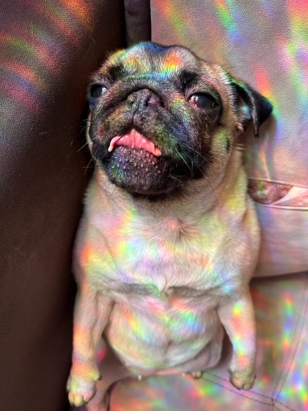 Pug soaks up couch time and rainbow light