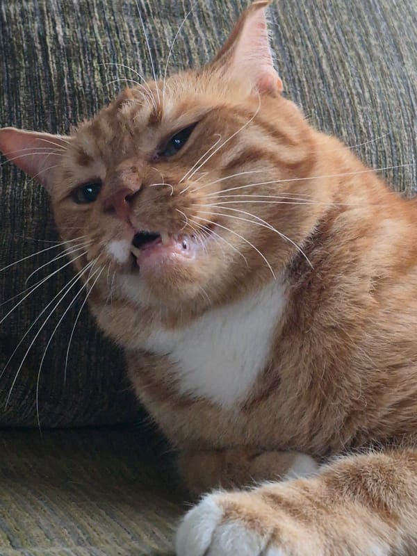 Orange tabby deep in relaxation mode, Sooblase, Estonia