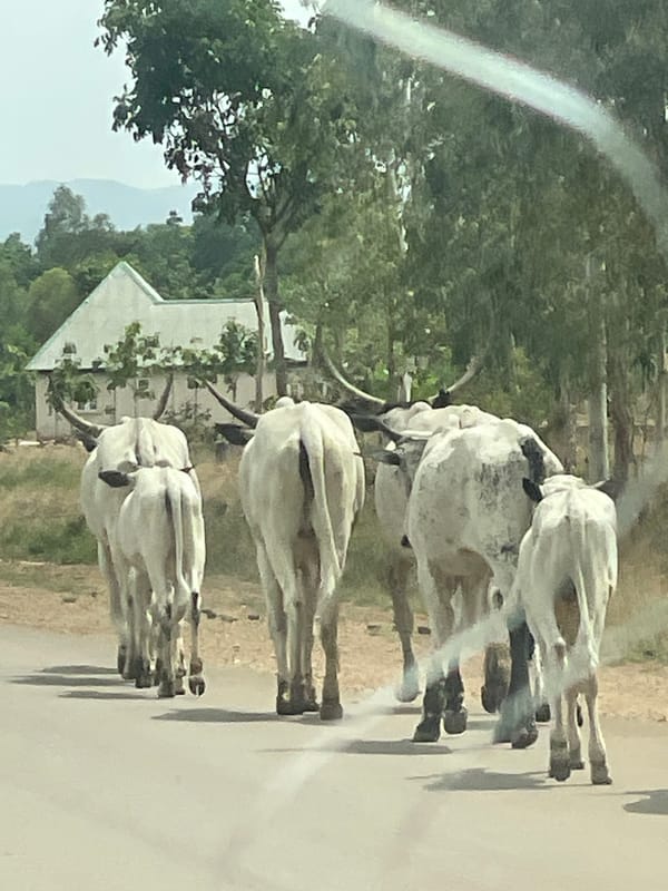 Cattle herd guided through Vom Nigeria streets by herders