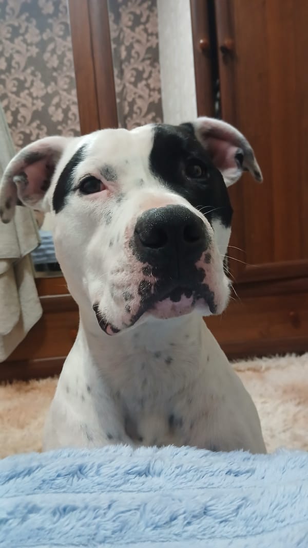 White spotted dog rests on bed, captured sleeping peacefully