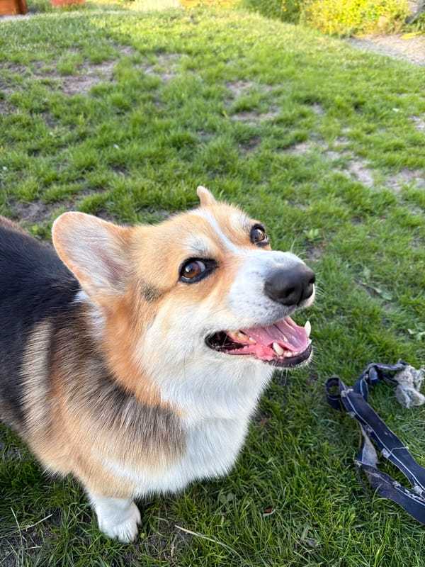 Corgi and fresh berries in German backyard