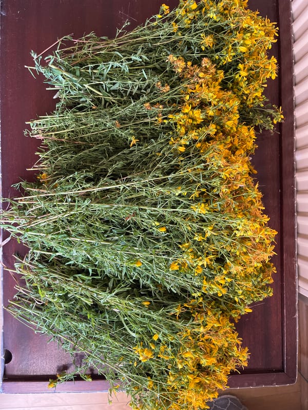 A morning at home: plants, cooking, and everyday objects