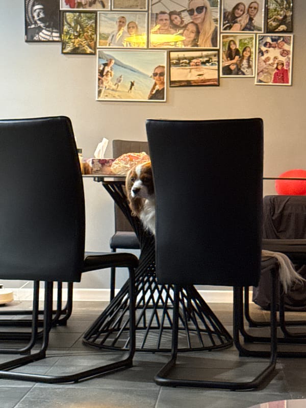 Cavalier King Charles Spaniel spotted in Sofia office space