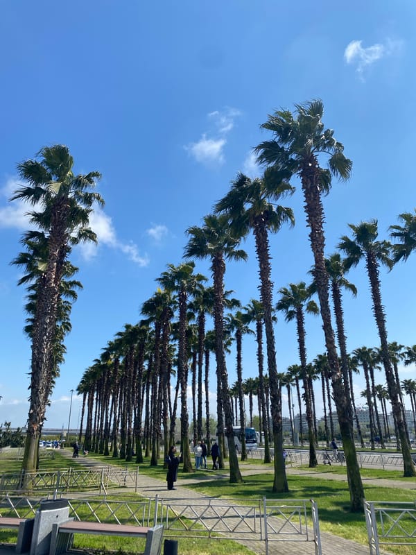 Palm-lined promenade draws pedestrians in Sirius, Russia