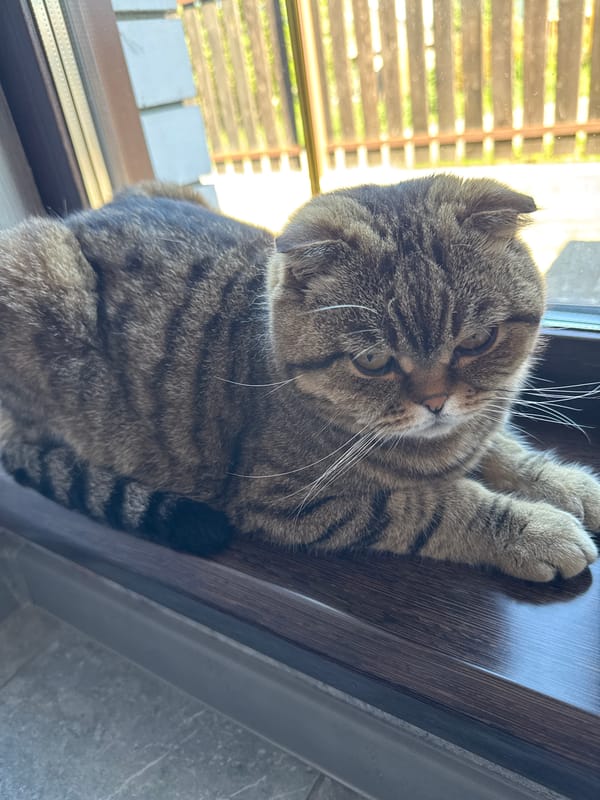 Scottish Fold cat lounging around rural Russian home