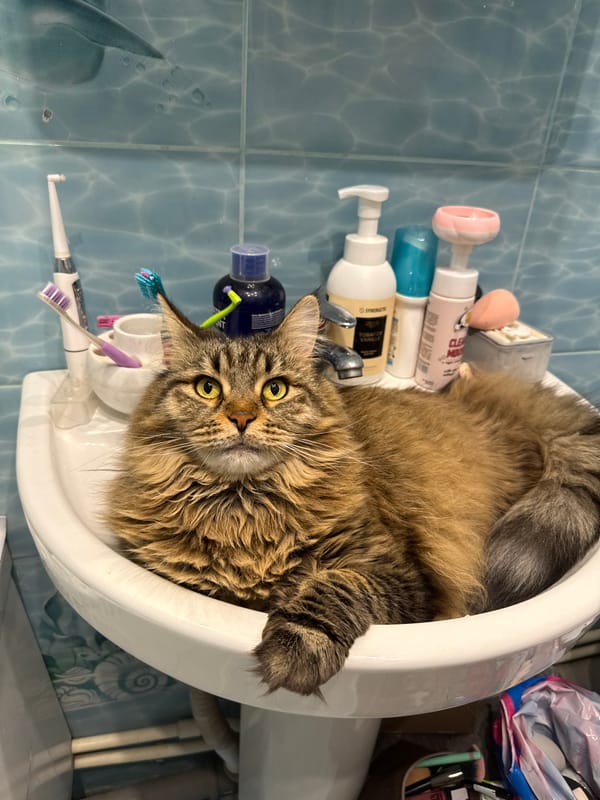Large tabby cat found resting in bathroom sink in Izhevsk