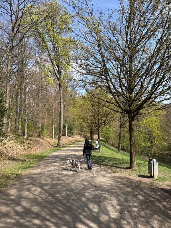 Dog walker enjoys spring morning in Wuppertal park