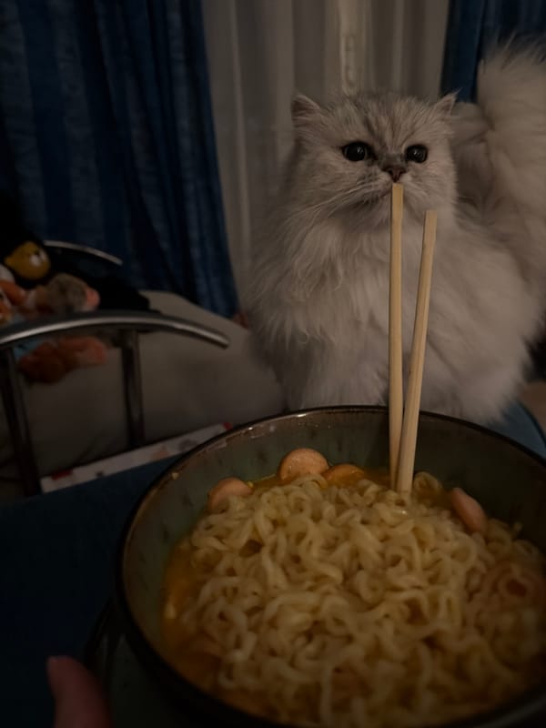 Cat, ramen, and mirror selfies from a Sharm El Sheikh evening