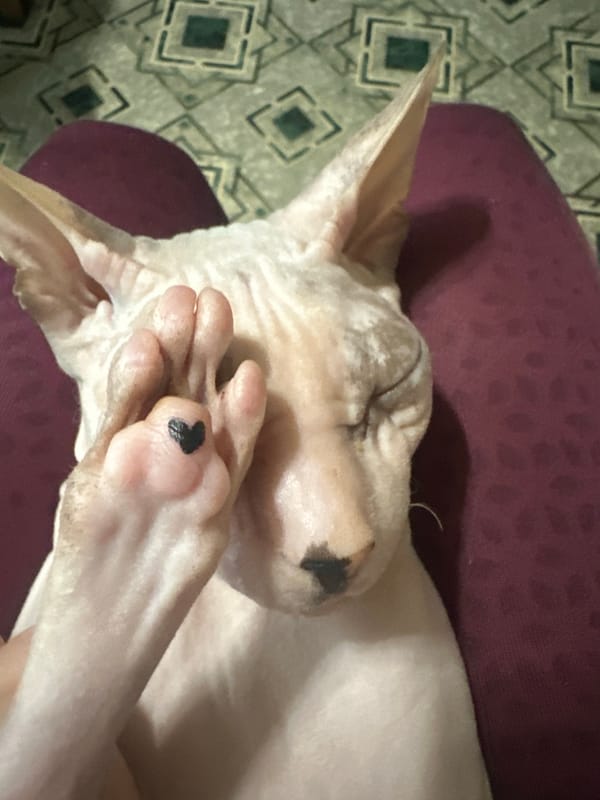 Sphynx cat with heart-painted paws chills at home in Togliatti