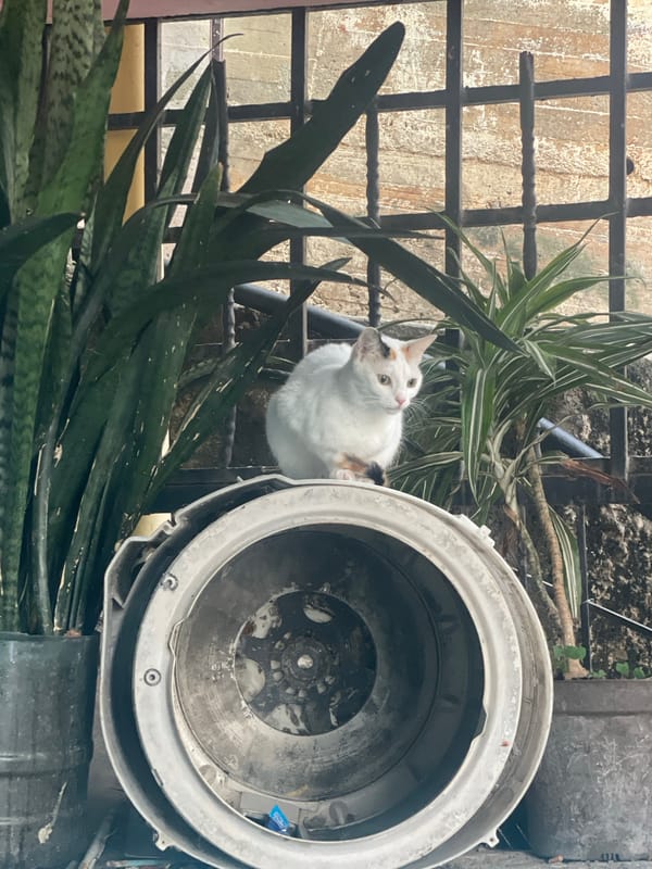 Caracas residents document cat and cityscape moments