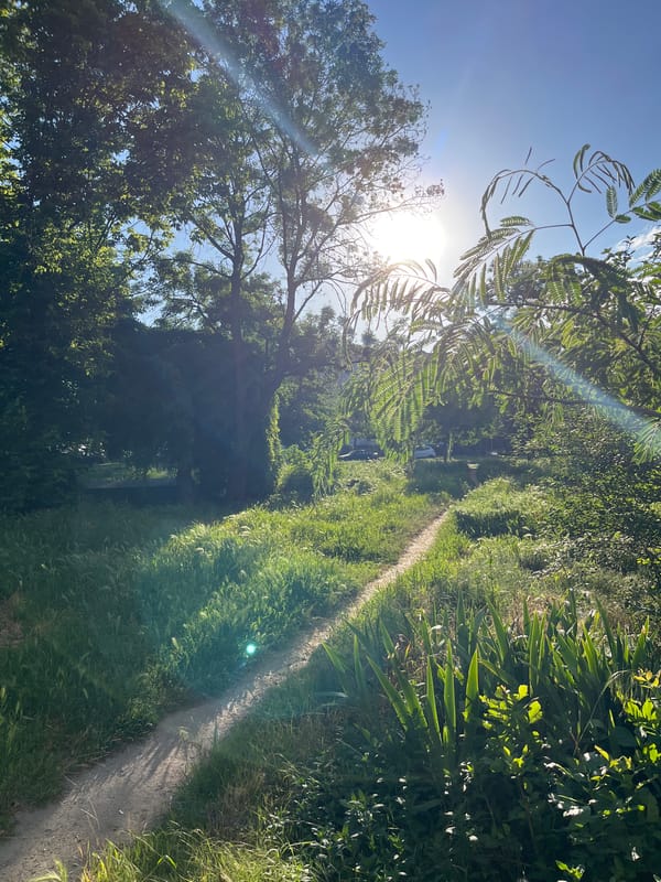 Early morning urban nature walk captured at dawn