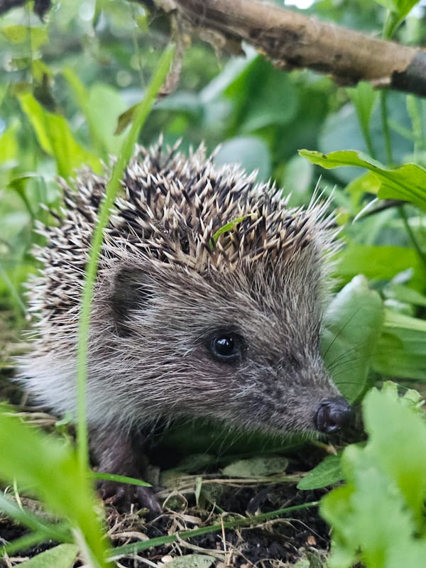 Hedgehog foraging through grass and leaves in Odintsovo