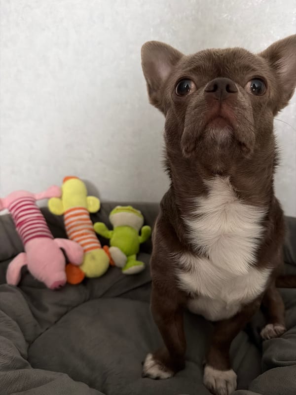 Chihuahua relaxes with stuffed toys in Votkinsk home