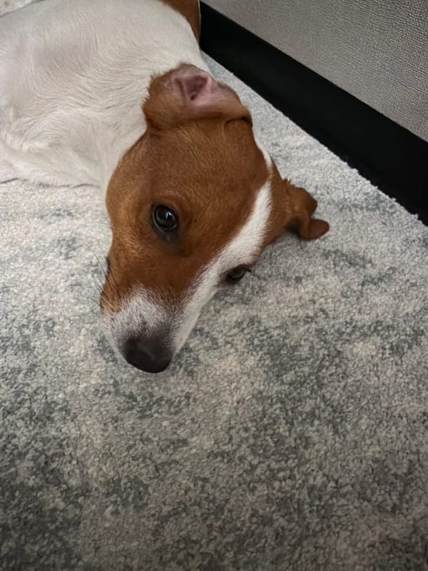 Moscow Pet Owner Documents Afternoon with Jack Russell Terrier