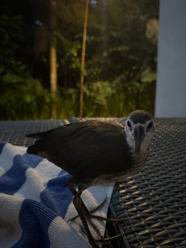 Birds fed and watered indoors in South Kuta, Indonesia