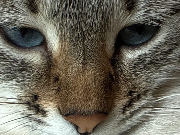 Blue-eyed cats photographed at home in Ufa