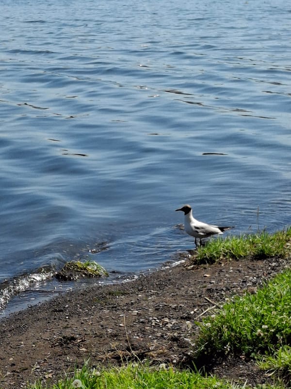 Sunny morning at Votkinsk Reservoir, birds, buildings, and waterfront views