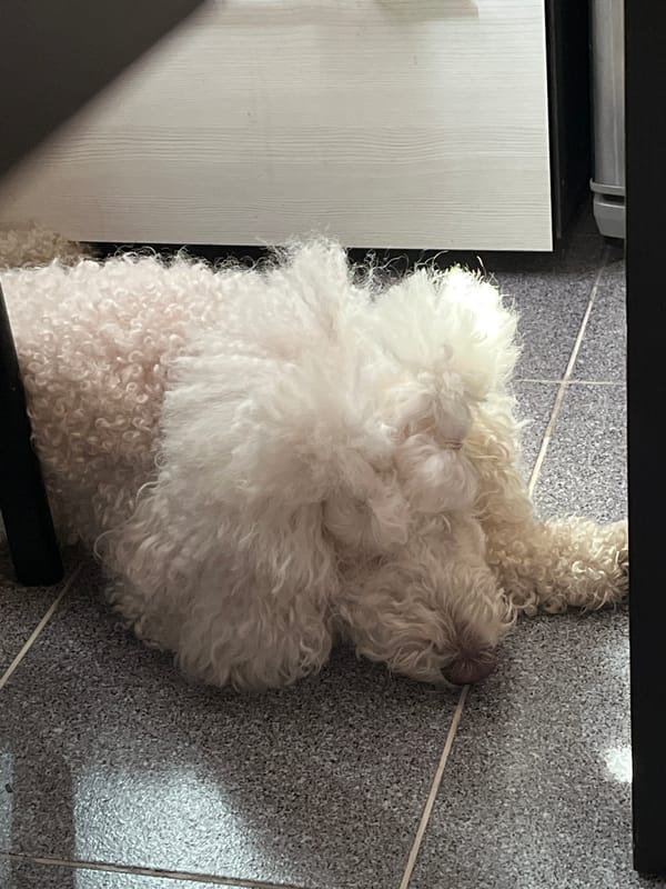 White poodle naps in a patch of sunlight on grey tiles