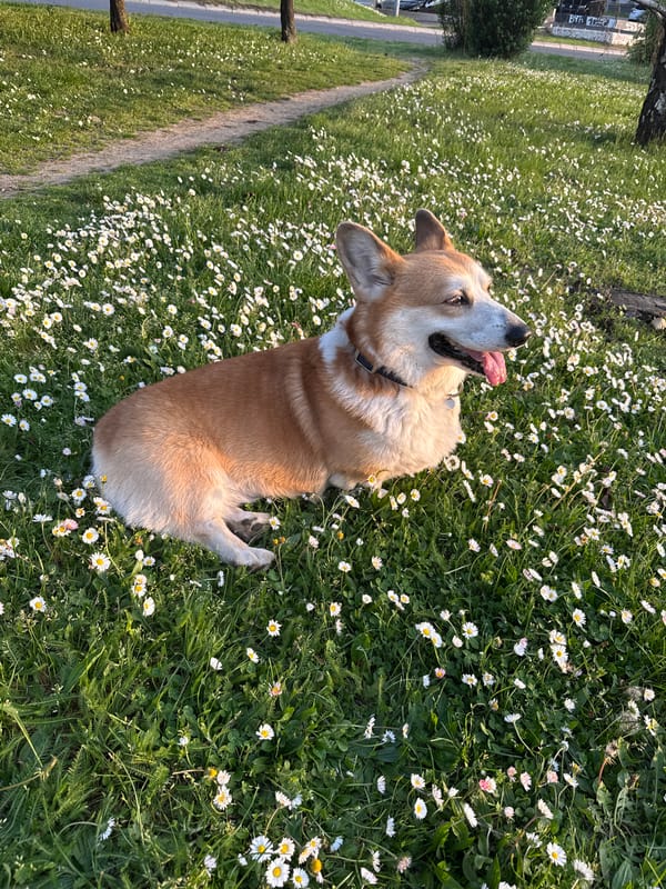 Corgi-type dog spotted sitting in daisy field in Belgrade