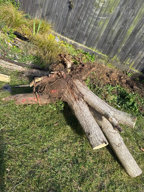 Tree felled on lawn in South Kesteven, UK
