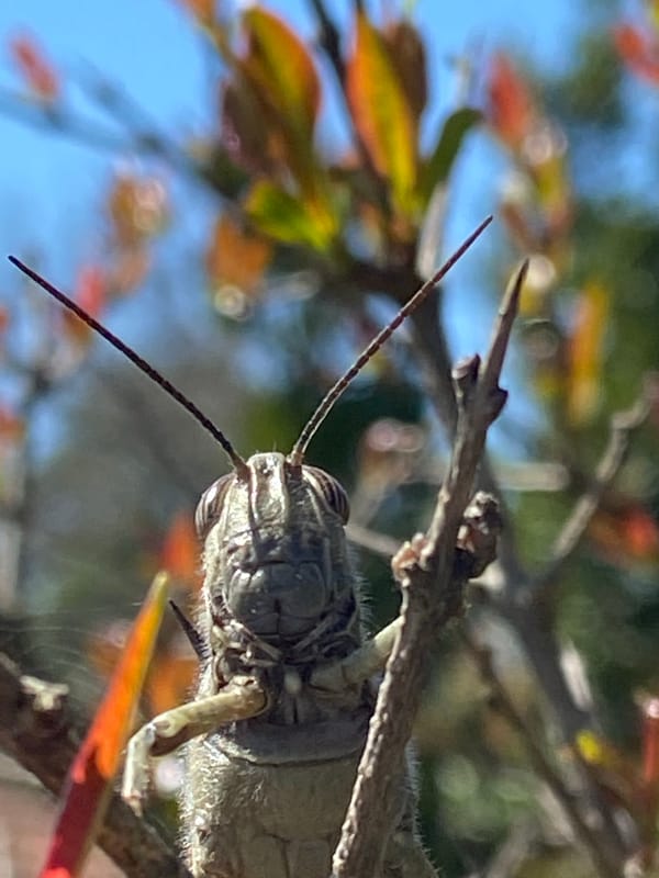 Grasshopper spotted on spring branches in Krimovice, Montenegro