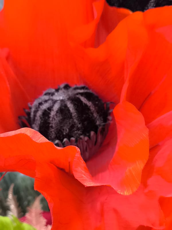 Photographer captures colorful flowers and wildlife in Klaipėda