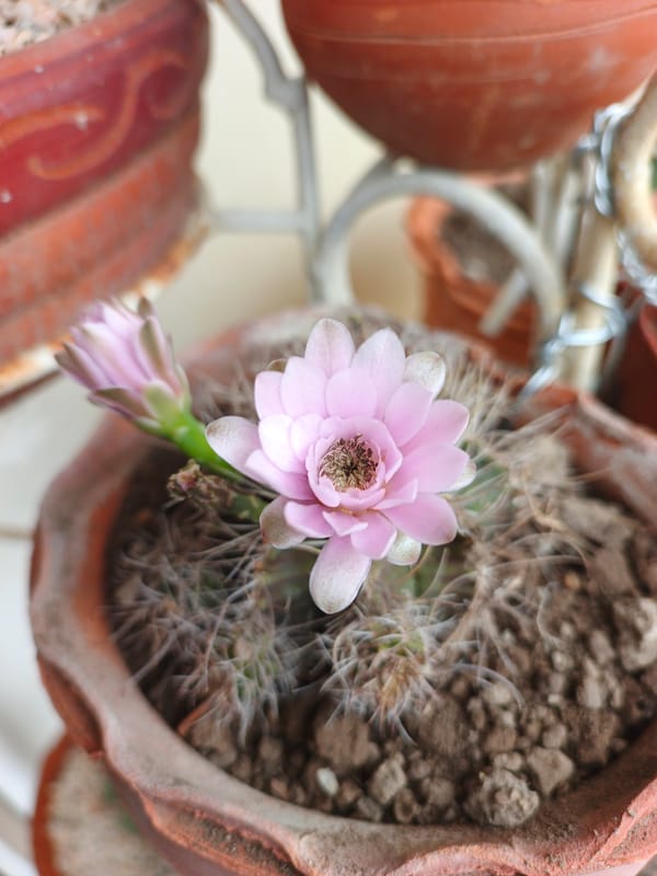 Pink cactus flowers bloom in Tinaquillo home garden