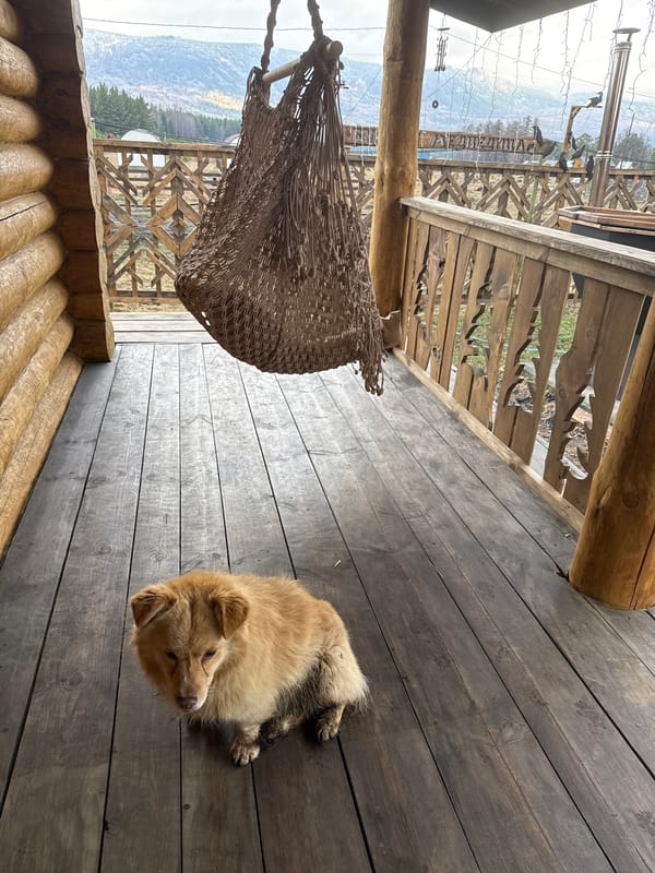 Person and dog share quiet morning moments on deck