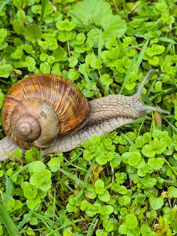 Snails and a slug navigating wet garden surfaces after rain