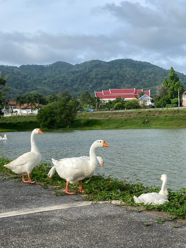 White geese gather at lakeside walkway in Thailand